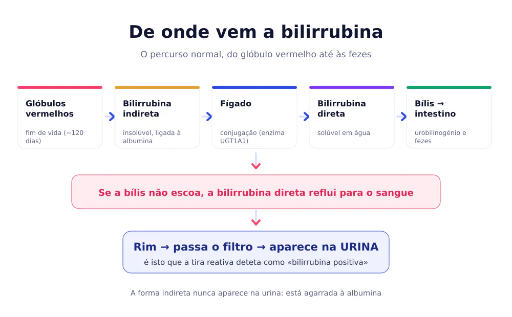 Esquema do percurso da bilirrubina: glóbulos vermelhos, bilirrubina indireta, fígado, bilirrubina direta, bílis e intestino, com desvio para o rim e a urina