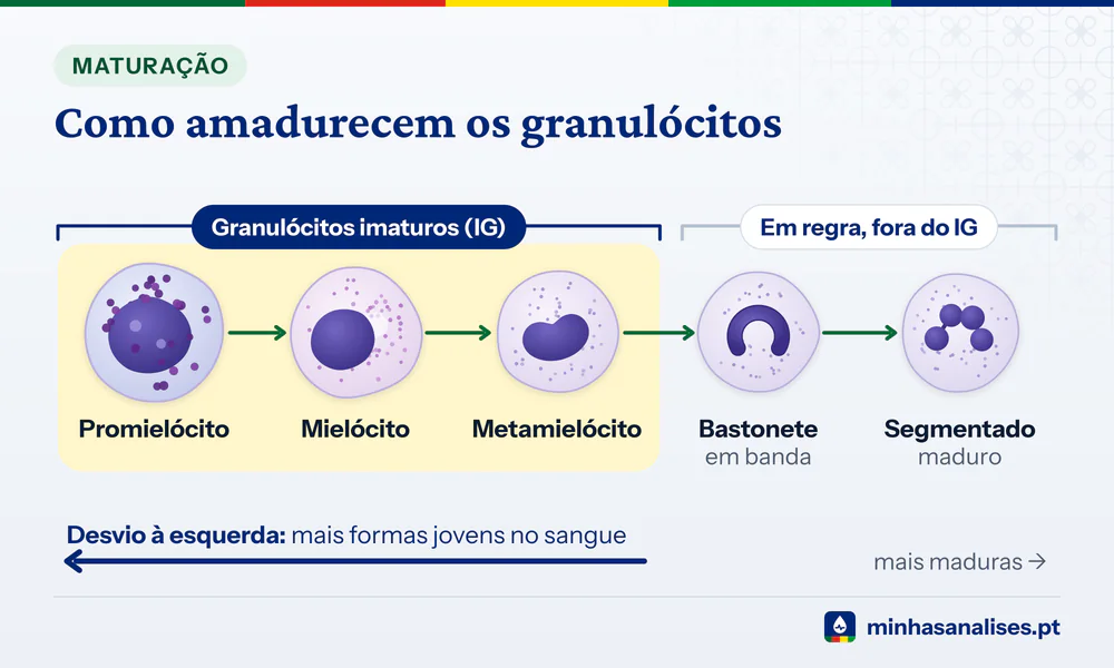 Cinco fases da maturação dos granulócitos, de promielócito a segmentado, com as três primeiras como granulócitos imaturos