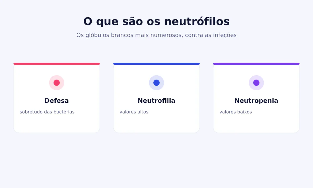 Esquema dos neutrófilos: glóbulos brancos de defesa sobretudo contra as bactérias