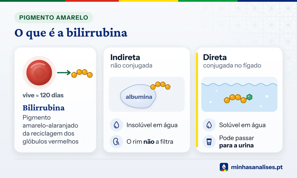 Glóbulo vermelho que origina a bilirrubina e as duas formas: indireta presa à albumina e direta solúvel que chega à urina