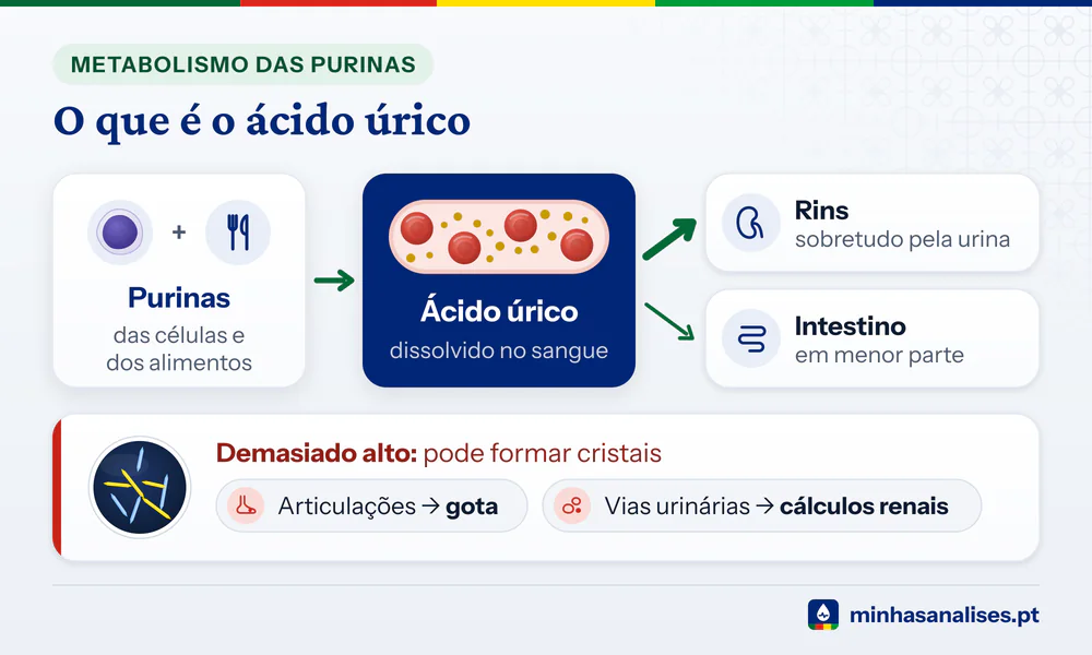 Ácido úrico que vem das purinas, circula dissolvido no sangue e sai sobretudo pelos rins; em excesso pode formar cristais