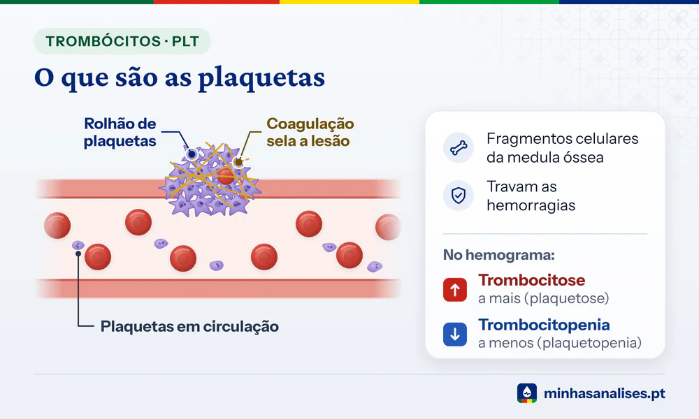 Plaquetas ativadas formam um rolhão na parede lesionada de um vaso sanguíneo e a fibrina da coagulação sela a lesão